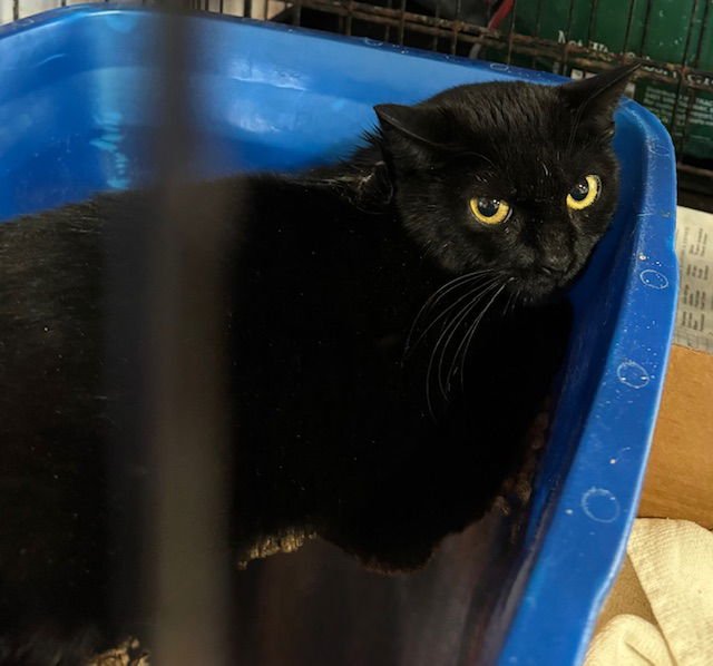 MADAM MORRIBLE - Domestic Short Hair available for adoption