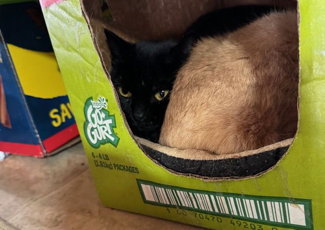 MADAM MORRIBLE - Domestic Short Hair available for adoption