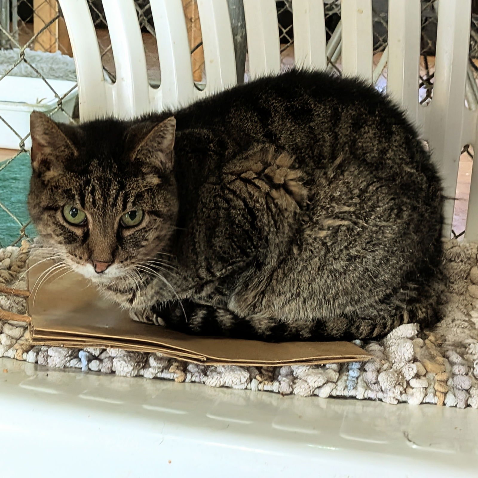 SANDY - Tabby / Domestic Short Hair available for adoption