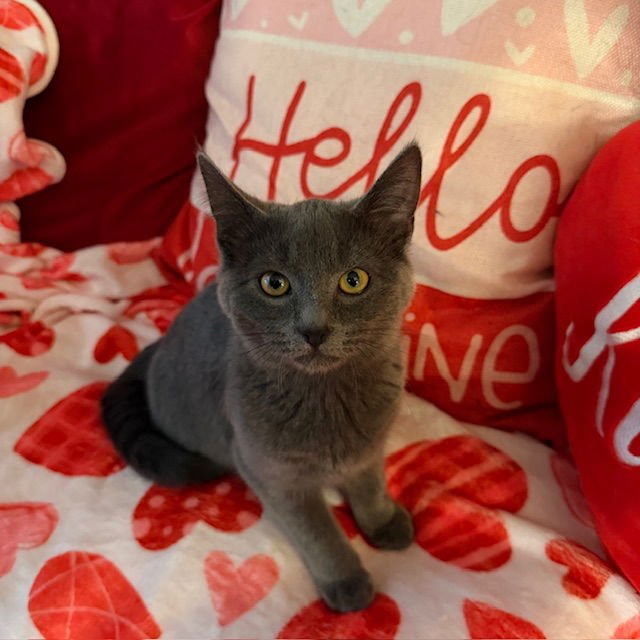 SHILO - Domestic Short Hair available for adoption