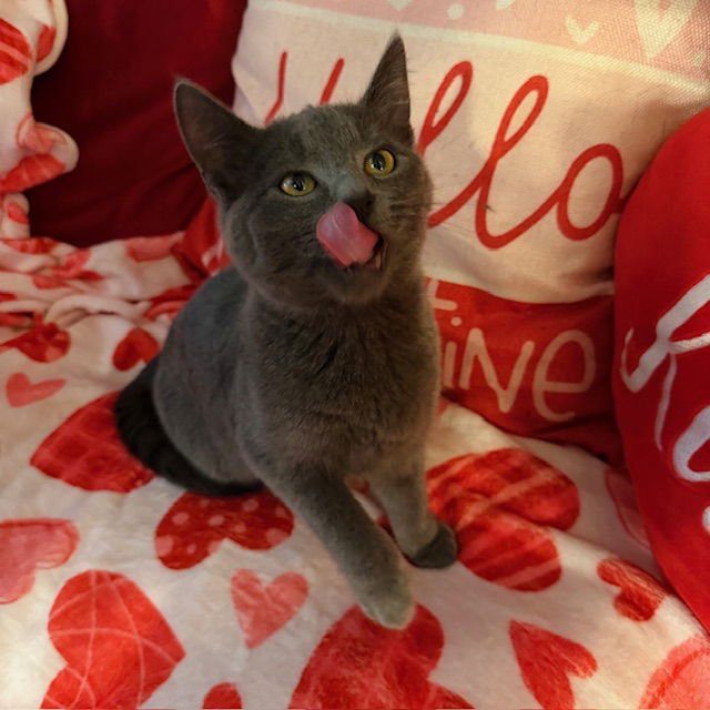 SHILO - Domestic Short Hair available for adoption