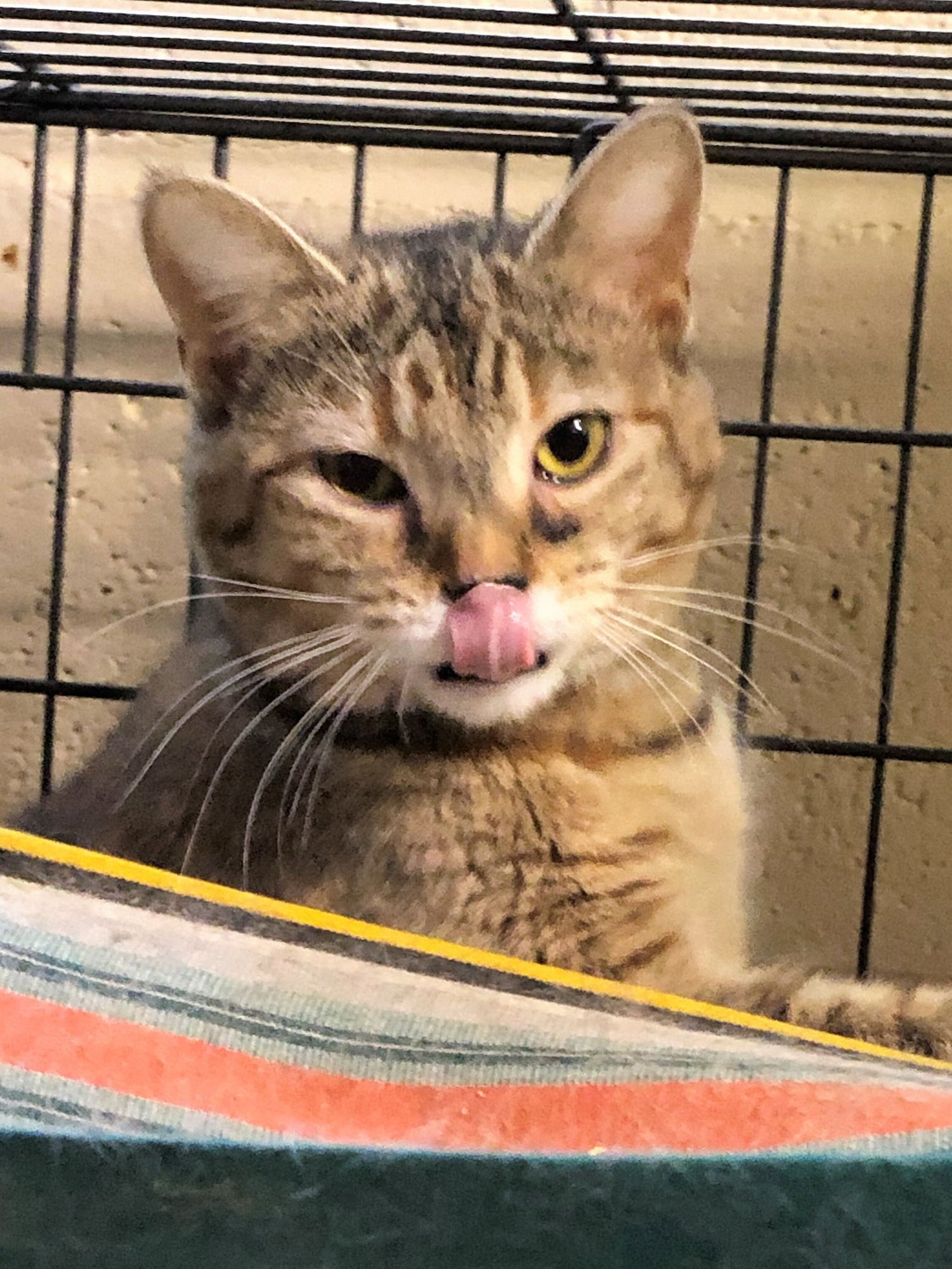 GRETA - Tabby / Domestic Short Hair available for adoption