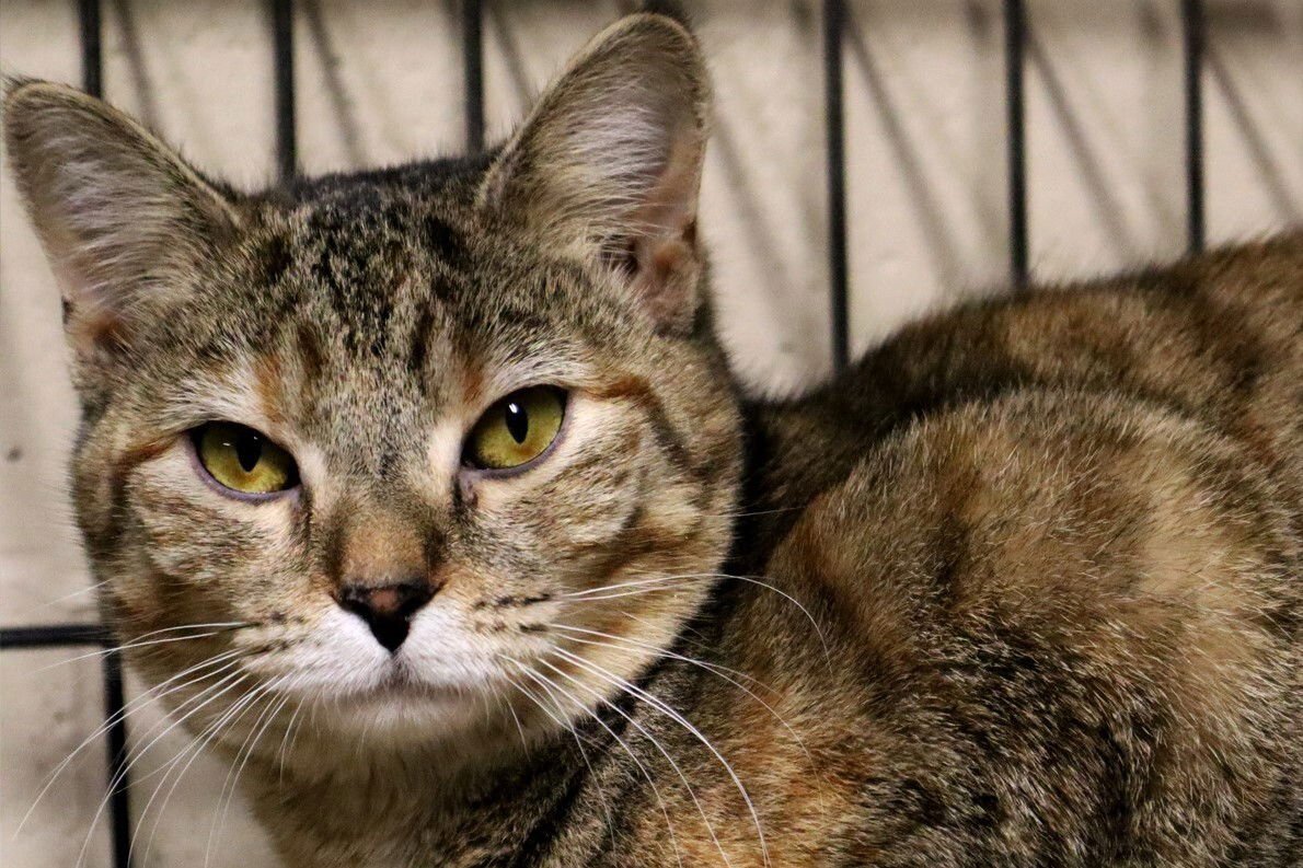 GRETA - Tabby / Domestic Short Hair available for adoption