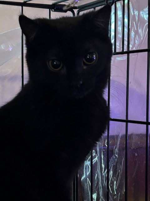 NESSA ROSE - Domestic Short Hair available for adoption