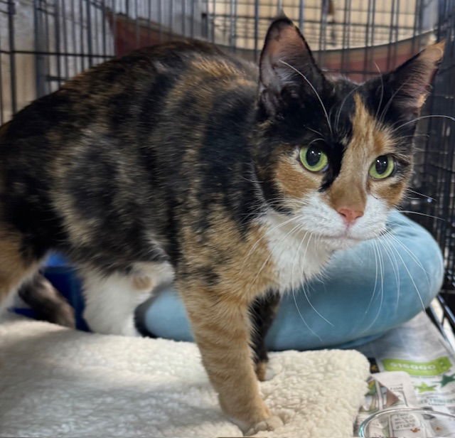 OPHELIA - Calico / Domestic Short Hair available for adoption