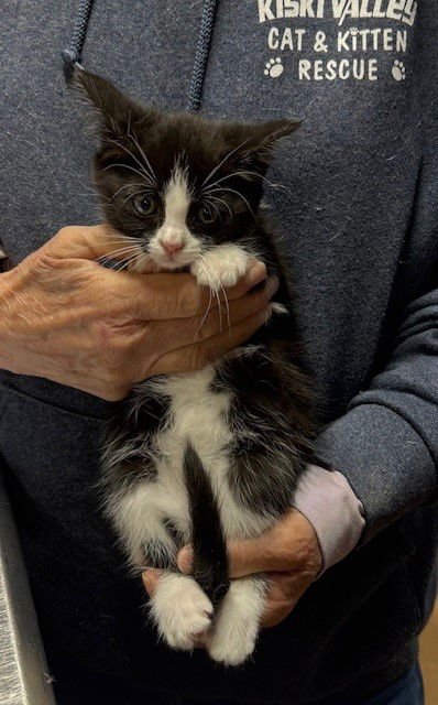 BELLE - Domestic Medium Hair available for adoption