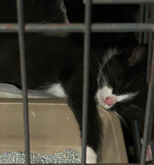 BELLE - Domestic Medium Hair available for adoption