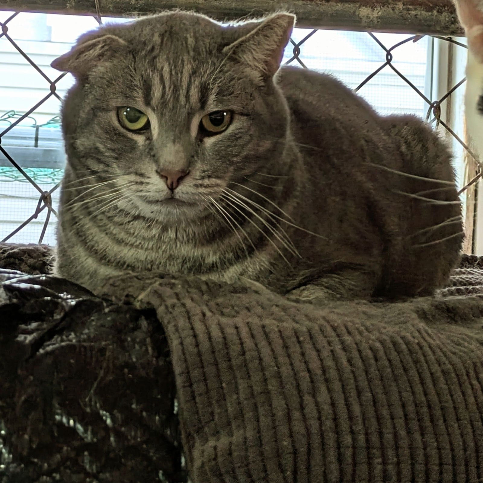 BOGART - Domestic Short Hair / Tabby available for adoption