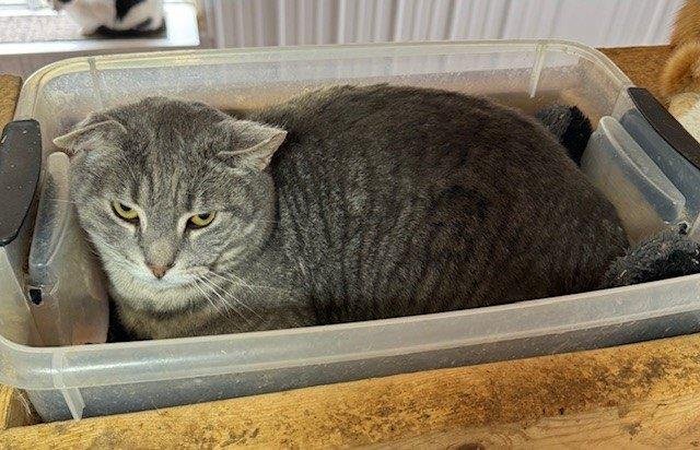 BOGART - Domestic Short Hair / Tabby available for adoption