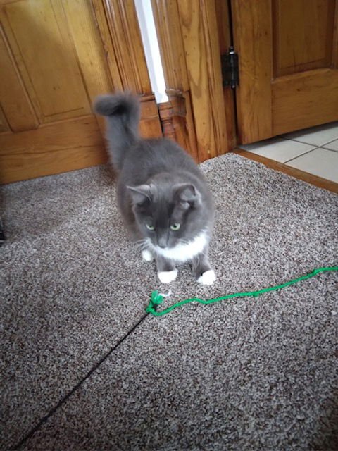 GRACIE - Domestic Long Hair available for adoption