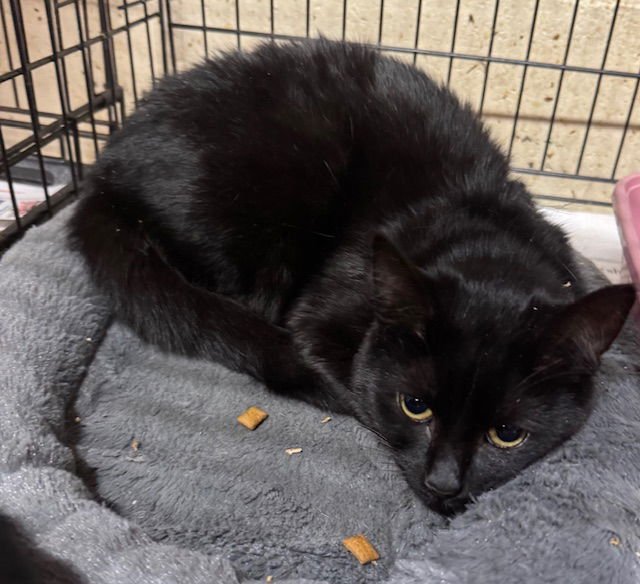 COCO - Domestic Medium Hair available for adoption