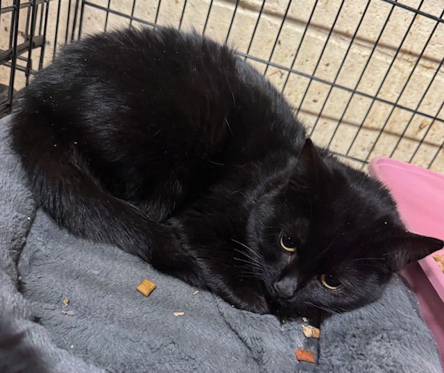 COCO - Domestic Medium Hair available for adoption