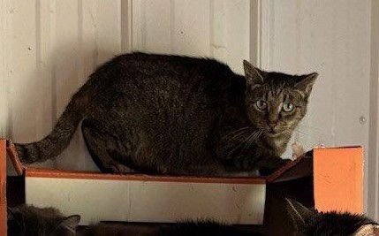 CLINTON - Tabby / Domestic Short Hair available for adoption