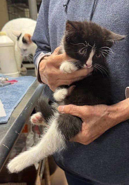 MAX - Domestic Medium Hair available for adoption