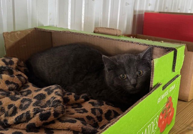 BOCK - Domestic Short Hair available for adoption