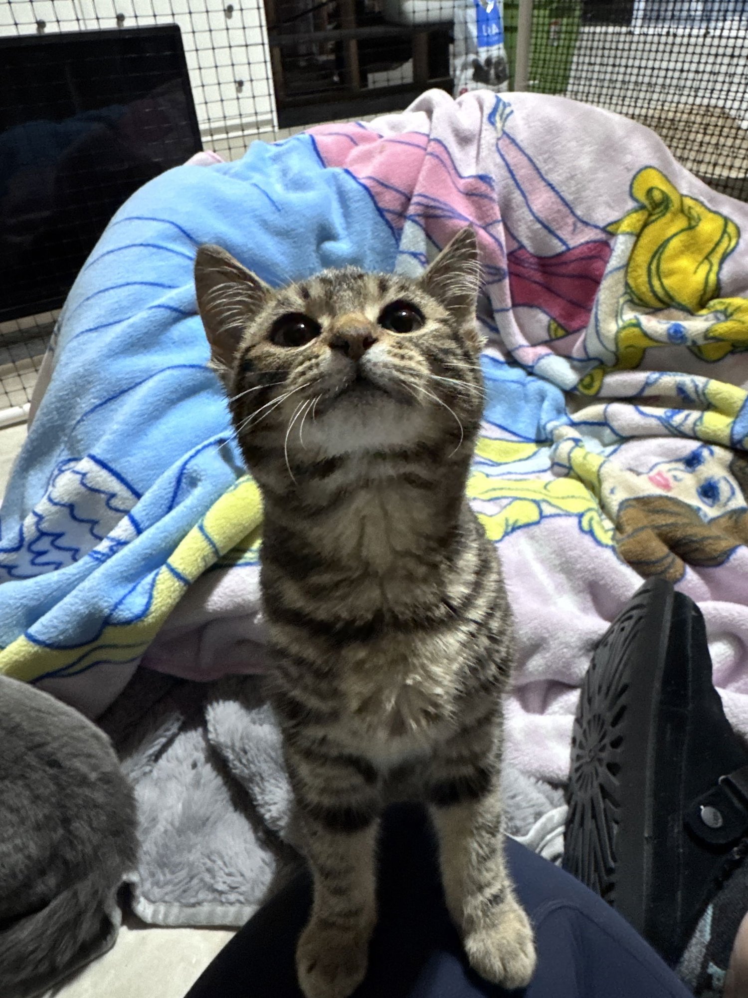 TINKER - Domestic Short Hair available for adoption