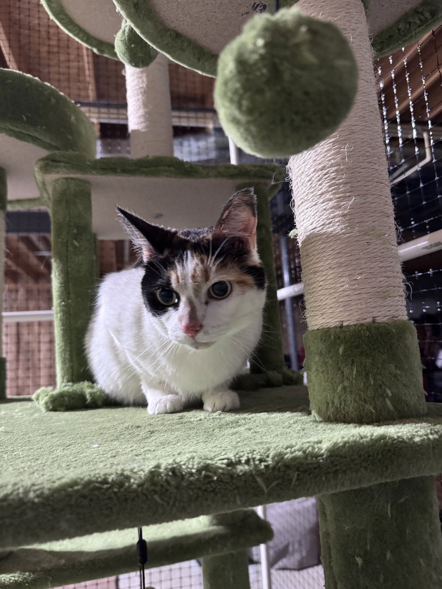 LILY - Domestic Short Hair available for adoption