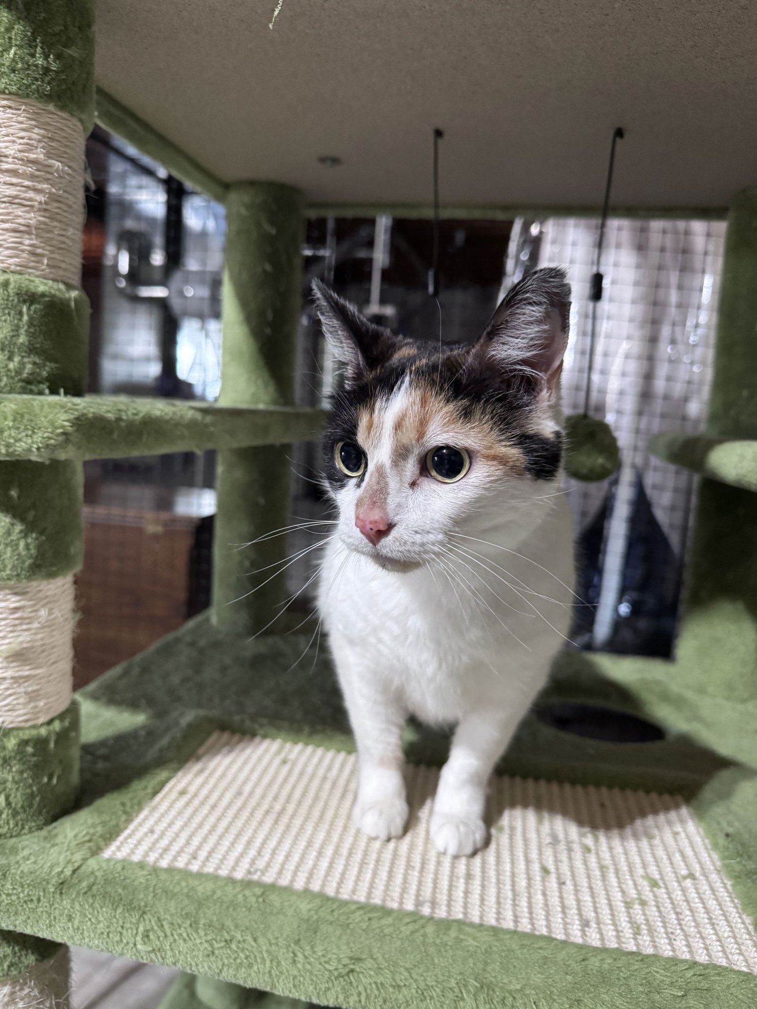 LILY - Domestic Short Hair available for adoption