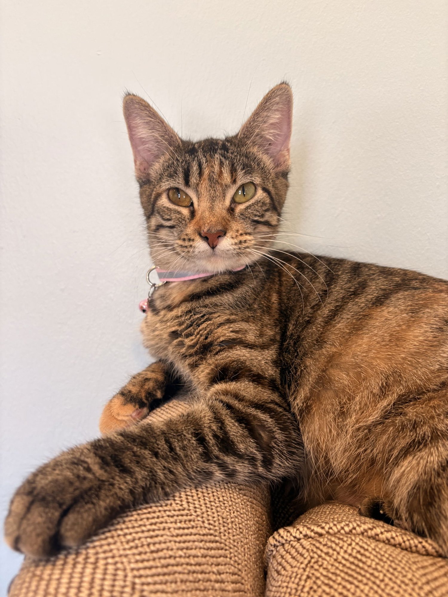 ACORN - Domestic Short Hair available for adoption