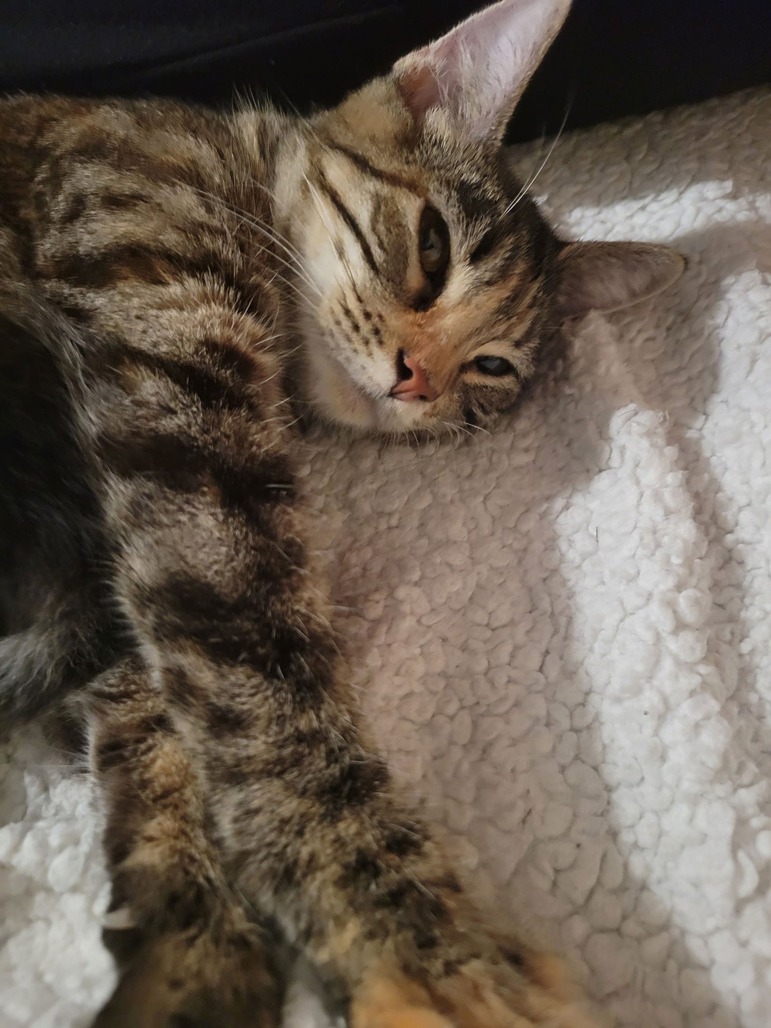 ACORN - Domestic Short Hair available for adoption