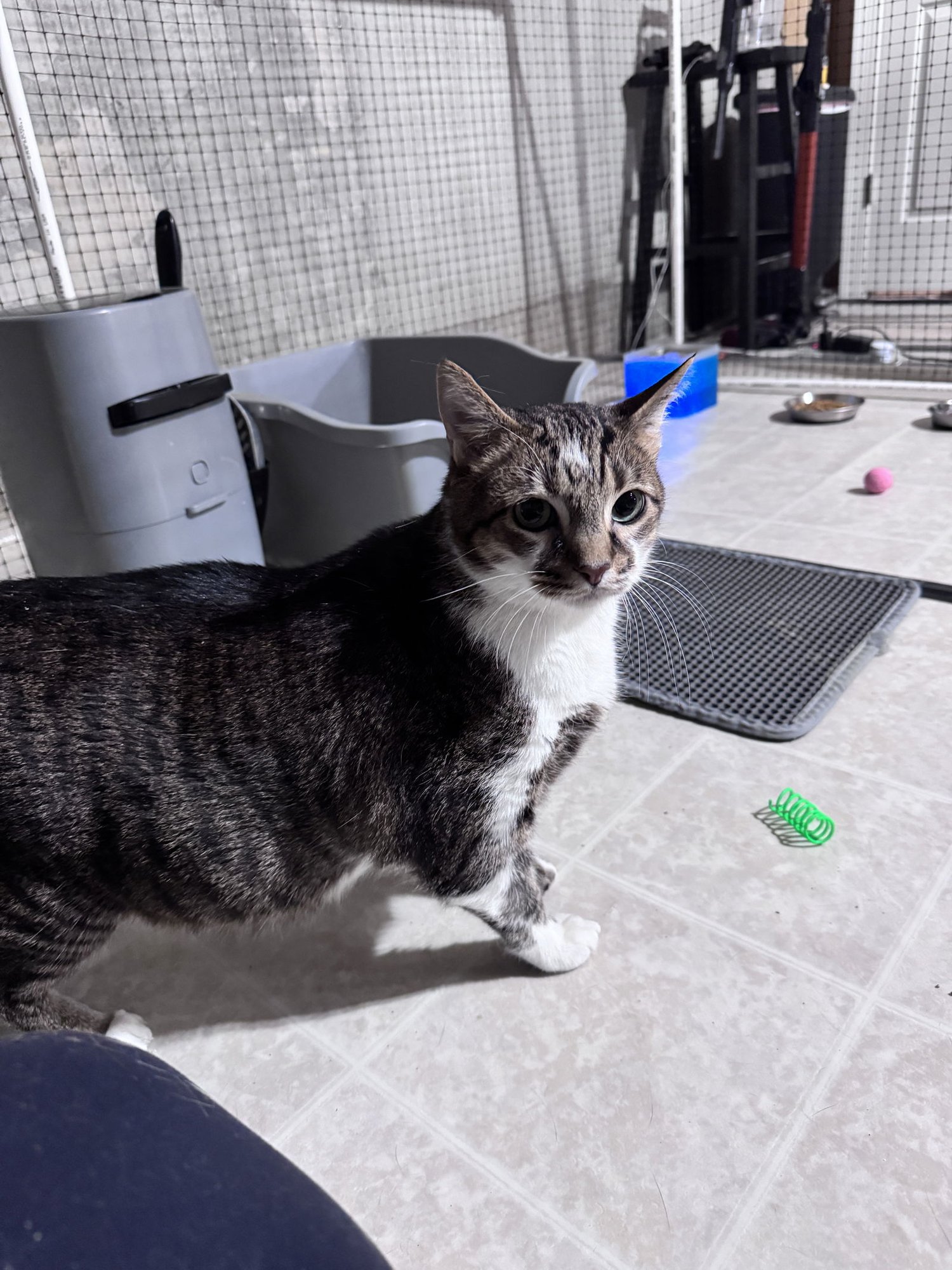 BUDDY BOY - Domestic Short Hair available for adoption