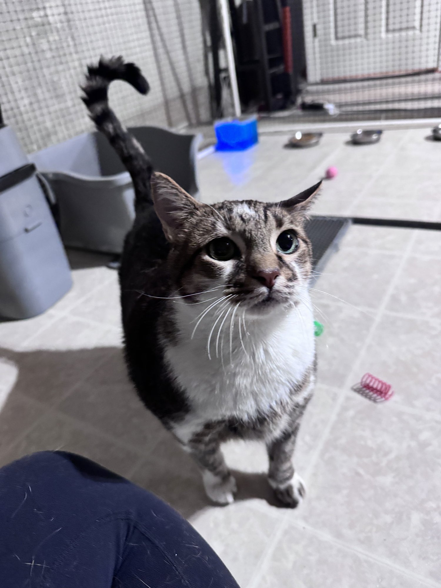 BUDDY BOY - Domestic Short Hair available for adoption