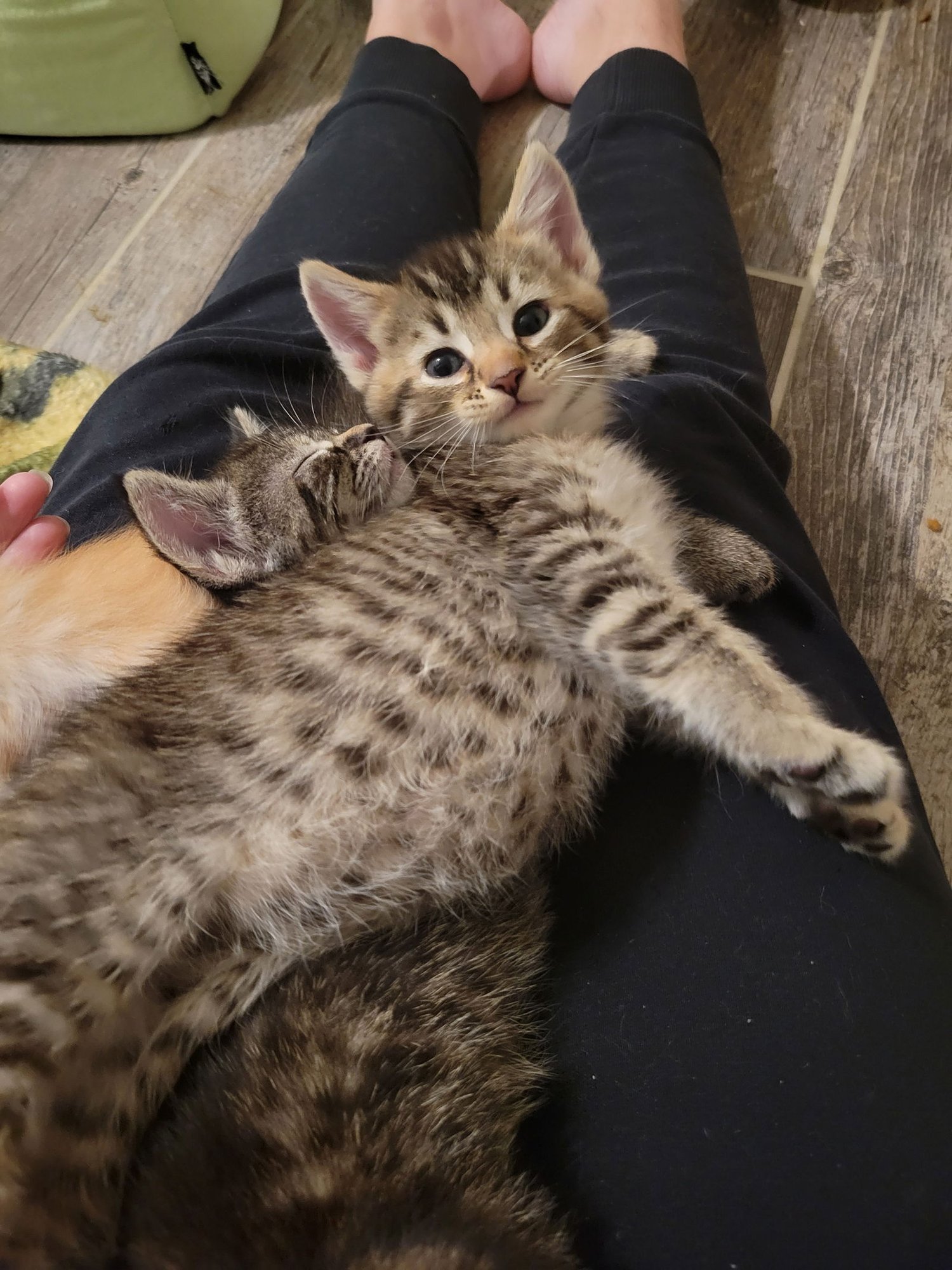 HICKORY - Domestic Short Hair available for adoption