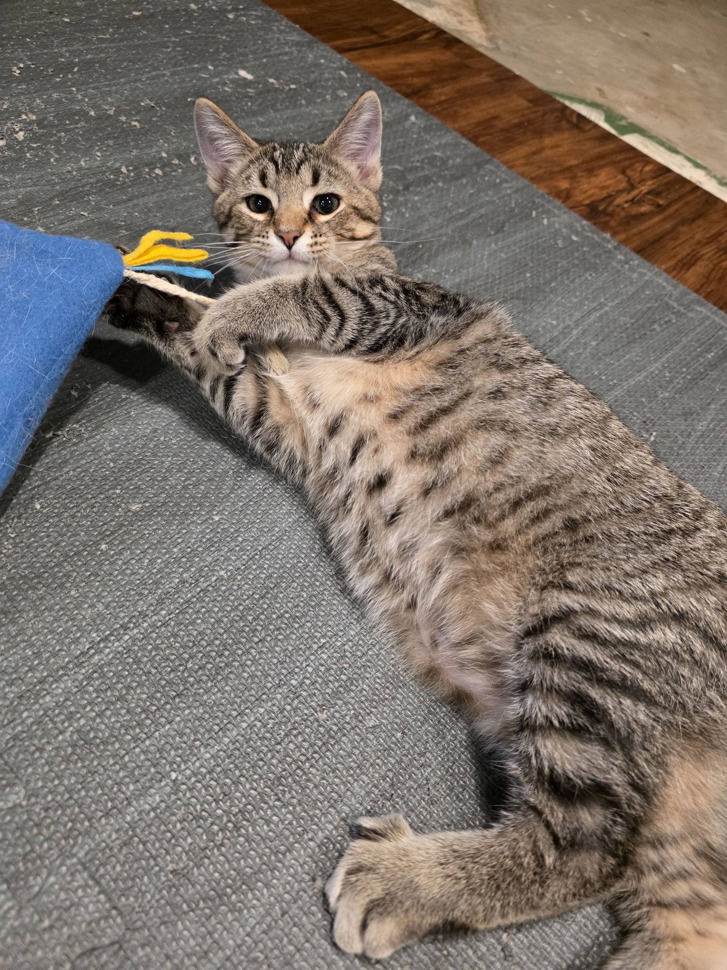 HICKORY - Domestic Short Hair available for adoption