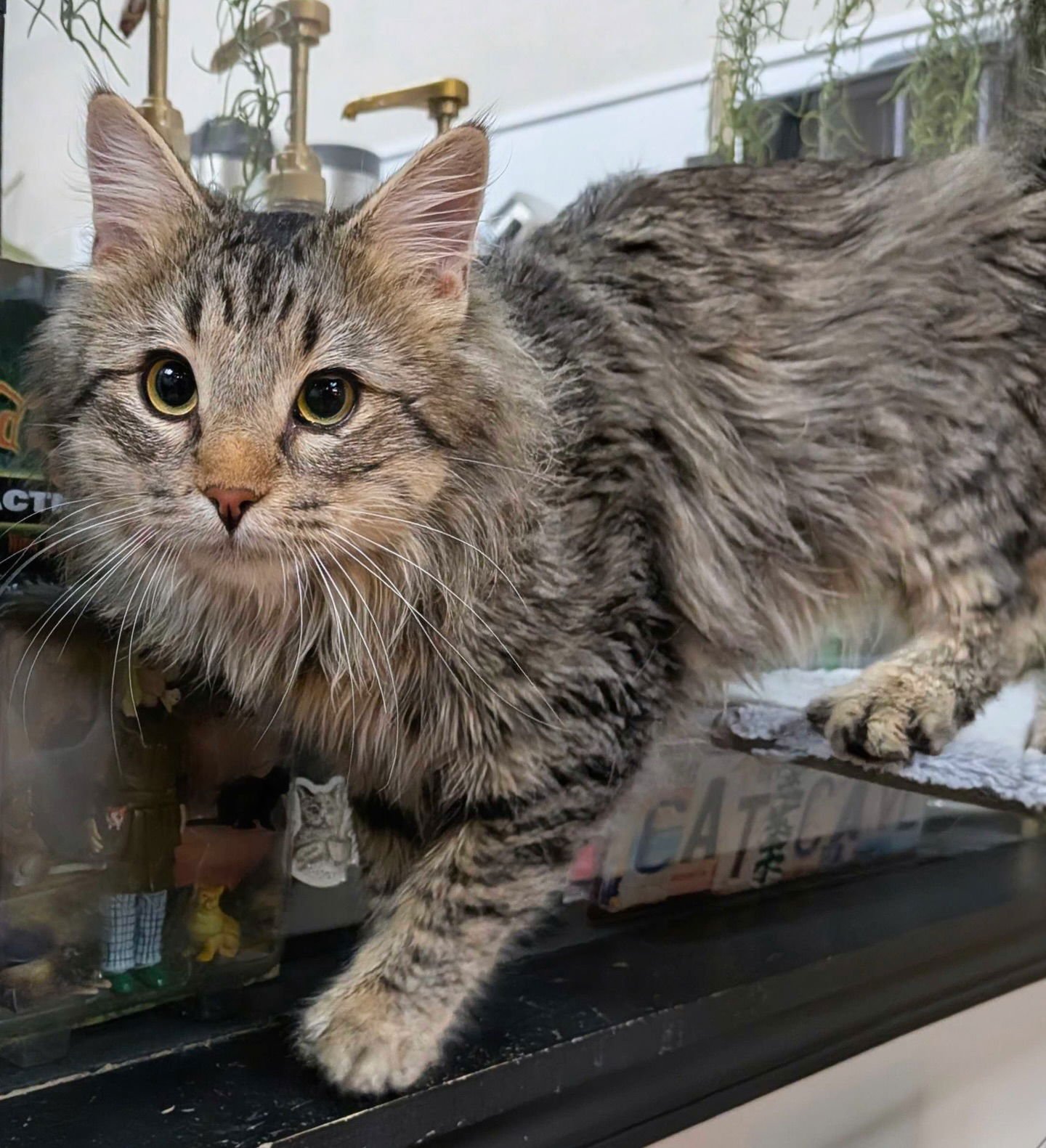 SAMMY - Domestic Short Hair available for adoption