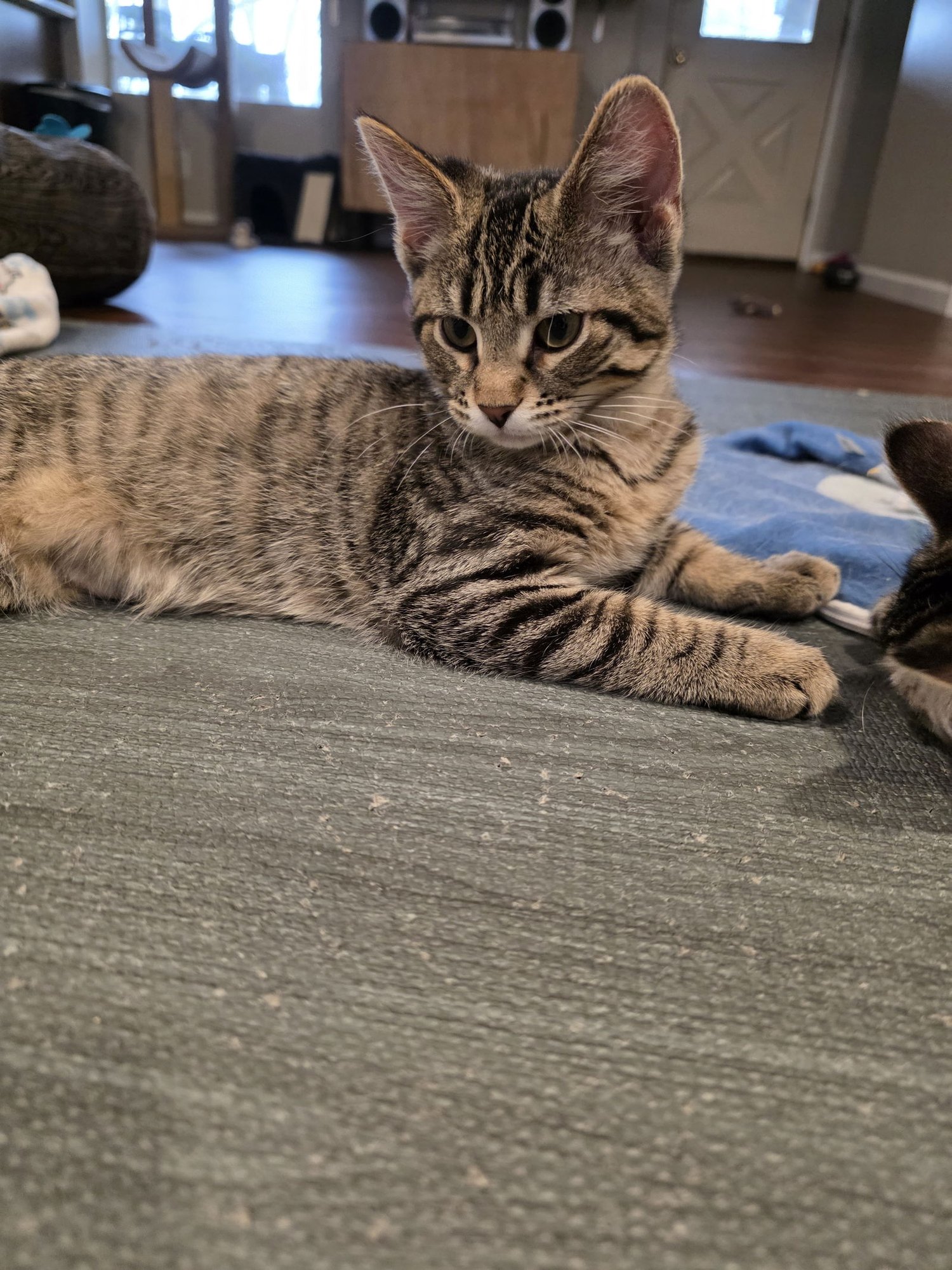 WALNUT - Domestic Short Hair available for adoption