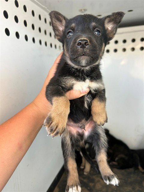 A170653 - German Shepherd Dog available for adoption