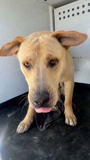 A167541 - Labrador Retriever available for adoption
