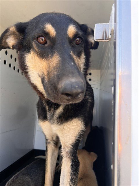 A170443 - Labrador Retriever available for adoption