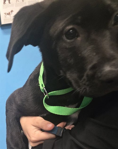 A169795 - Labrador Retriever available for adoption