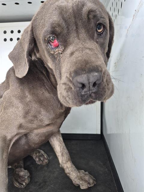 A168190 - Pit Bull Terrier / Great Dane available for adoption