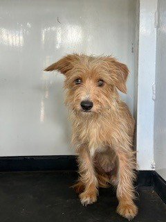 A168074 - Terrier / Yorkshire Terrier Yorkie available for adoption