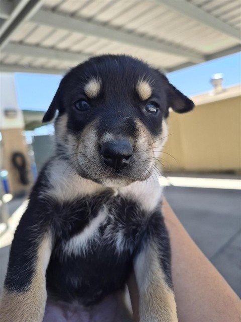 A170524 - German Shepherd Dog / Siberian Husky available for adoption