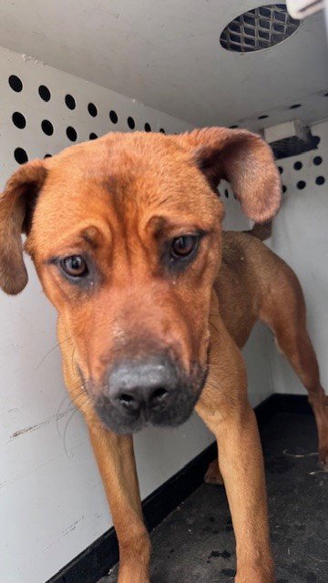 A168196 - German Shepherd Dog / Pit Bull Terrier available for adoption