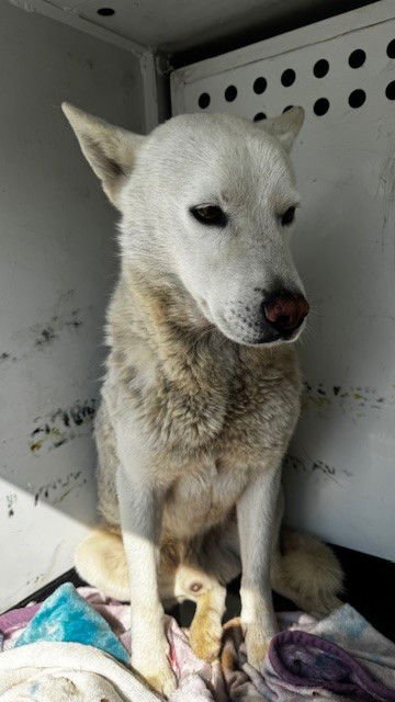 A166559 - Siberian Husky available for adoption