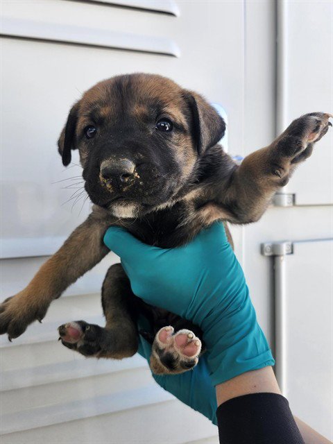 A167566 - German Shepherd Dog available for adoption