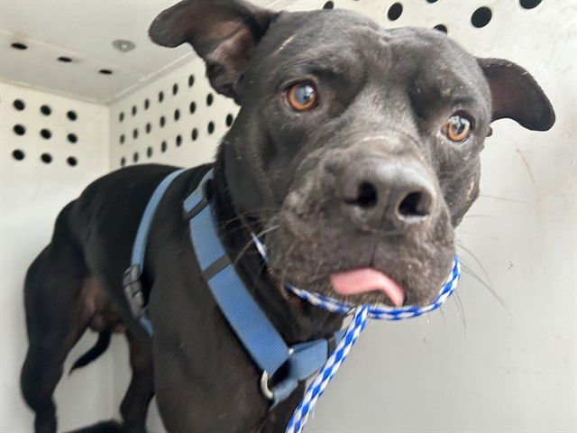 MICKEY - American Staffordshire Terrier available for adoption