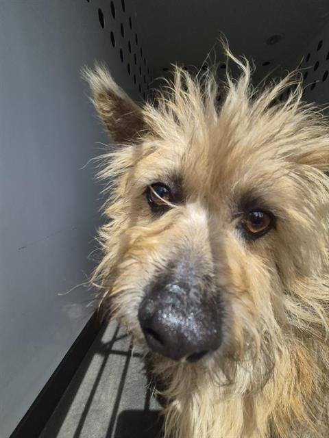 A167747 - Terrier available for adoption