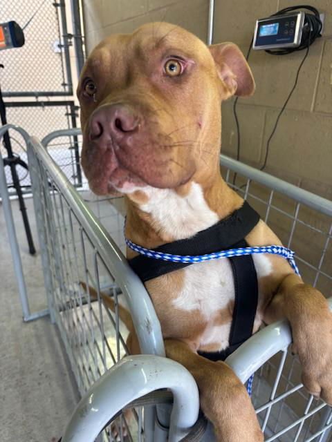 A166376 - Pit Bull Terrier available for adoption