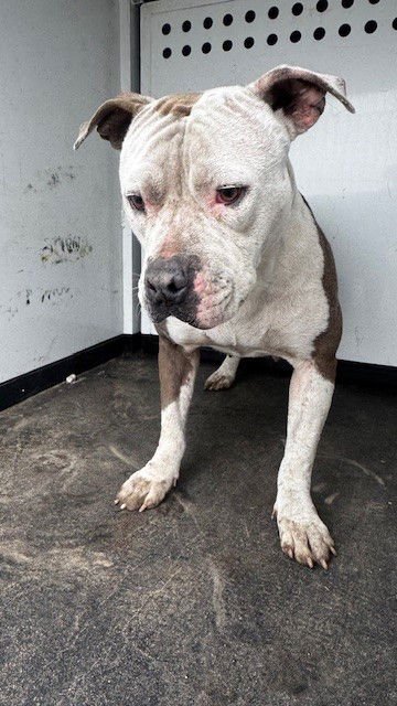 A166395 - Pit Bull Terrier available for adoption