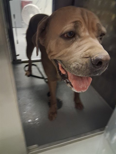 A170459 - Mastiff available for adoption