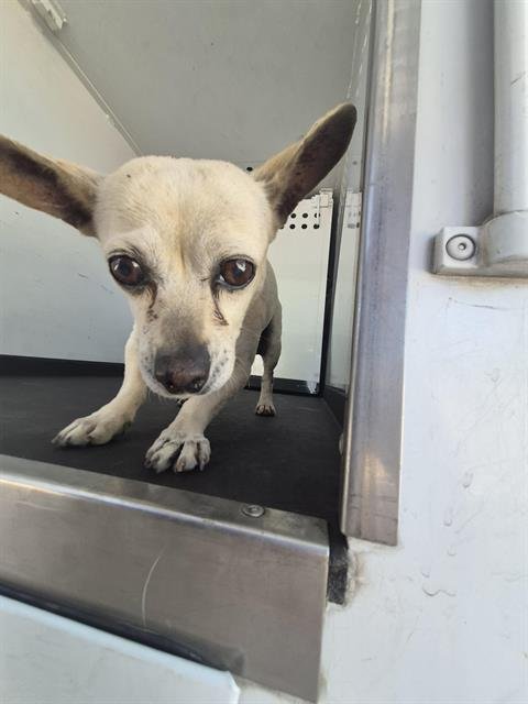 A167708 - Chihuahua available for adoption