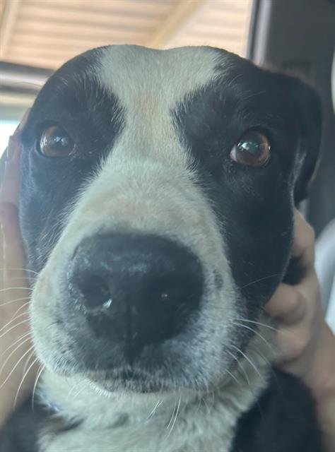 GUS - Border Collie / Pit Bull Terrier available for adoption