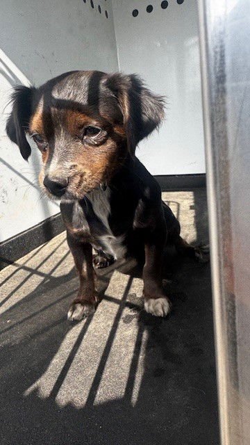 A166432 - Chihuahua available for adoption