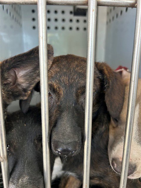 A170964 - German Shepherd Dog available for adoption