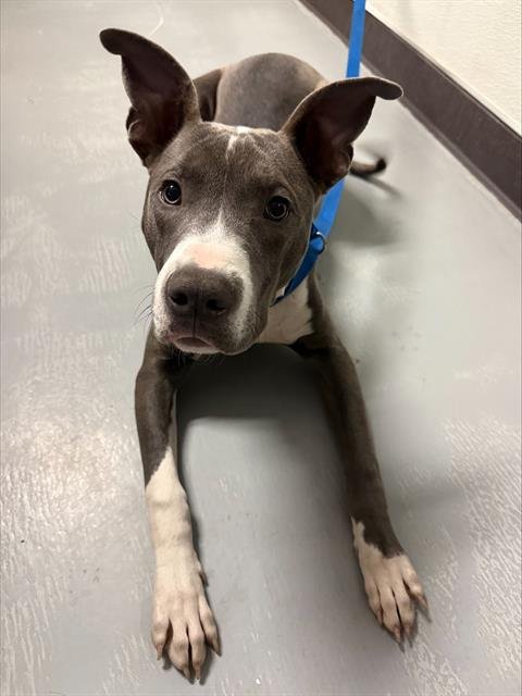 A165532 - Pit Bull Terrier available for adoption